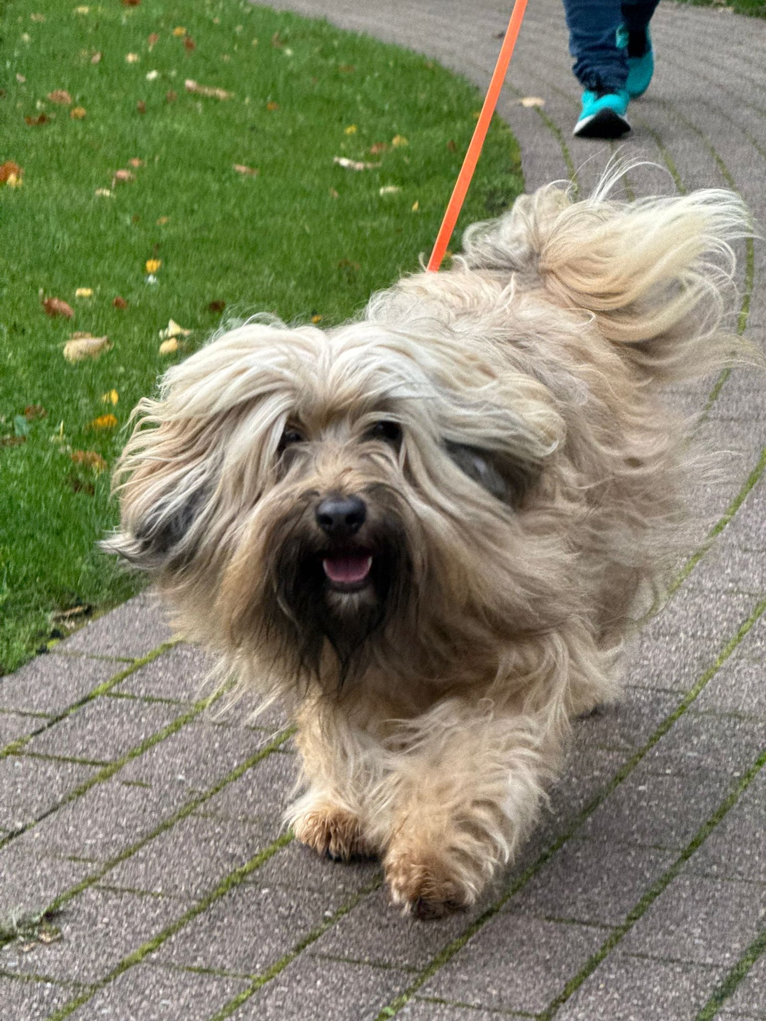 Mantrailing Wochenends (Gruppentraining)